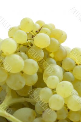 grapes on white