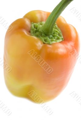pepper closeup