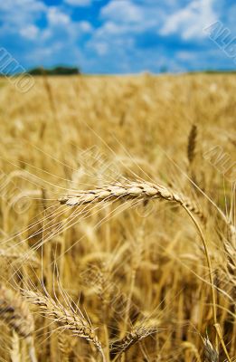 Golden wheat in field