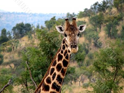 Giraffe