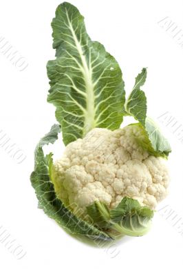 cauliflower on white