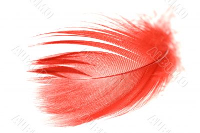 red feather2