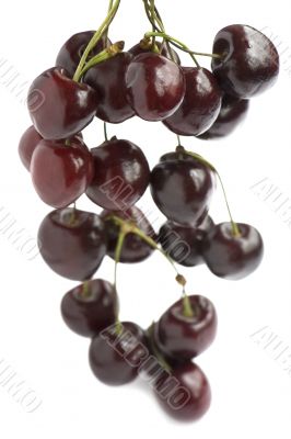 sweet cherries close up