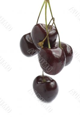 sweet cherries macro