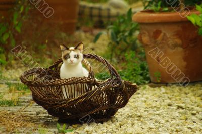 French cat in basket