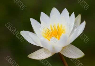 White lily