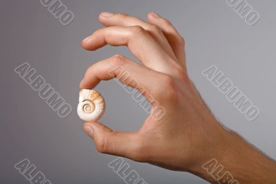 shell in man`s hand