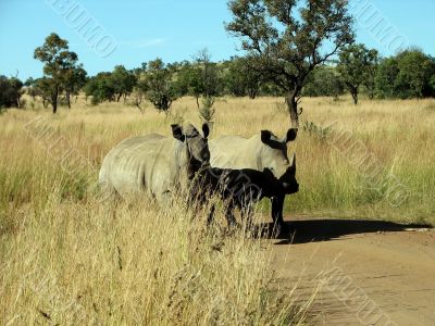 A pair of rhinoceros