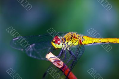 dragonfly outdoor
