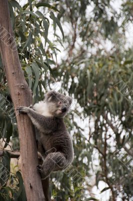 Koala Wild