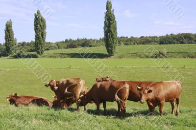 young cattle group