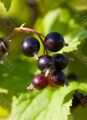 Branch of a black currant