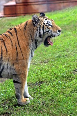 Tiger Yawn