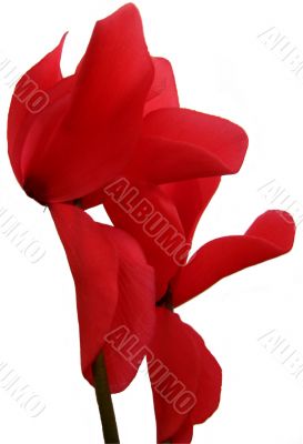 Red Flowers