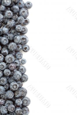 Fresh Blueberries Border