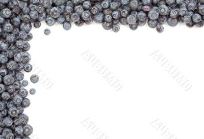 Fresh Blueberries Border