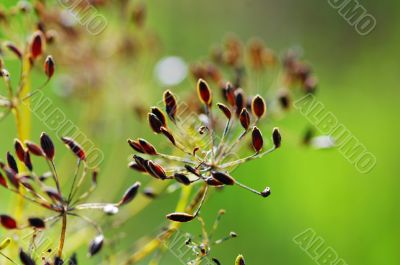 Fennel seeds