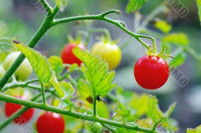 Cherry tomatoes
