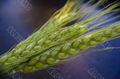 Ears of green wheat