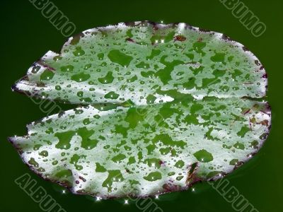 Water lily leaf