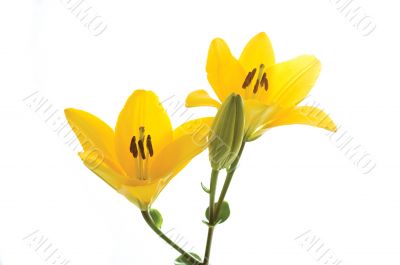yellow liles