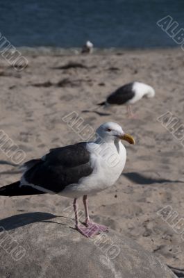 Seagull Portrait