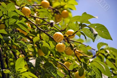 plum tree