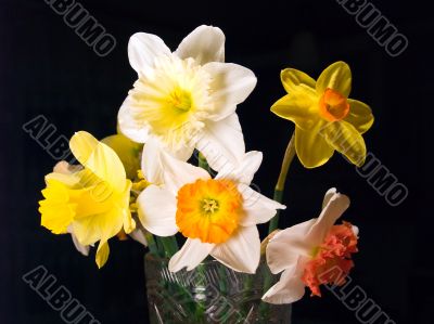 Bouquet narcissus on black background