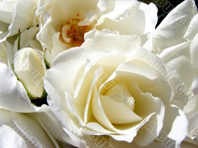 White Rose