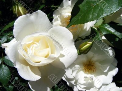 White Rose