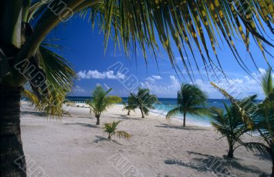 Saona island beach - Dominican republic