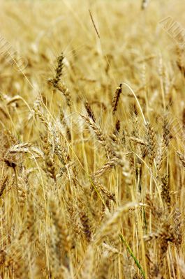Golden wheat on the plant.