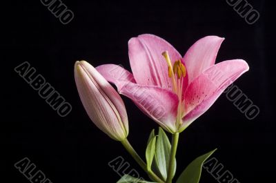 pink lily