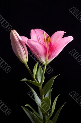 pink lily