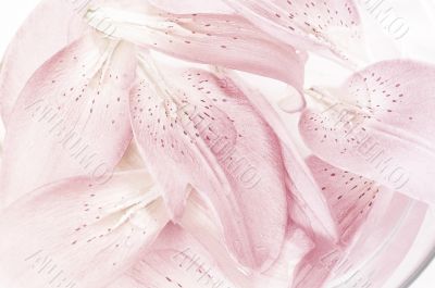 petals of lily
