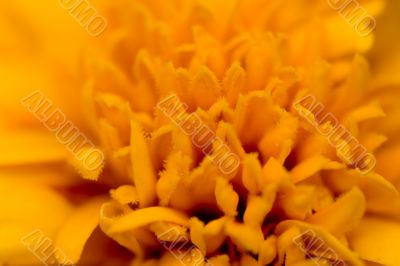 yellow beautiful flower