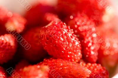 wild strawberries
