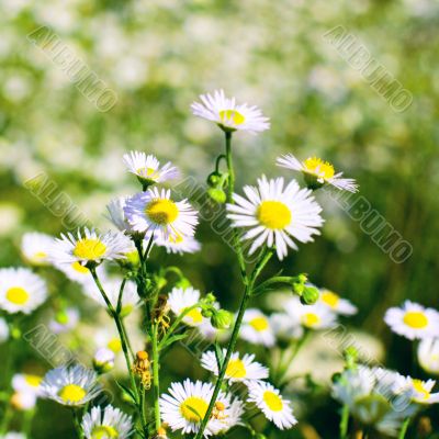 chamomiles