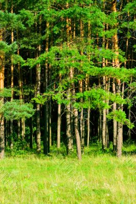 green forest