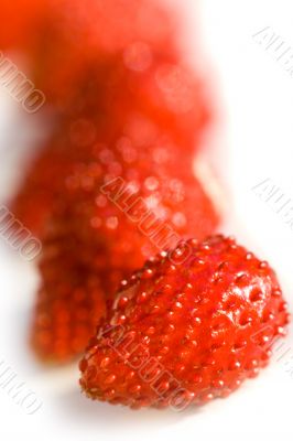 wild strawberries