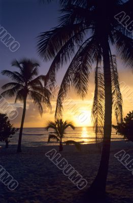 Sunset on palm trees at Bayahibe beach