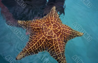 Starfish from caribbean sea  in Dominican republic