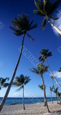 Bayahibe palmtrees beach - Dominican republic