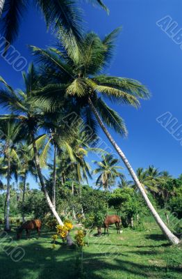 Palmtree garden with horses