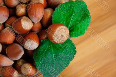 Some hazelnuts with leaves