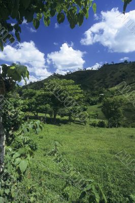 Green meadow in Dominican republic