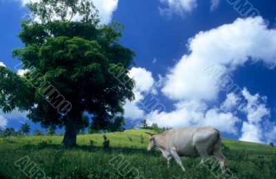 Cow in green field at Dominican republic