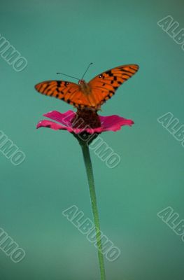 A delicate butterfly over a flower Dominican republic