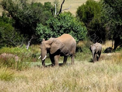 Elephant cow and a small elephant