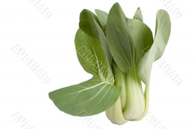 Bok choy